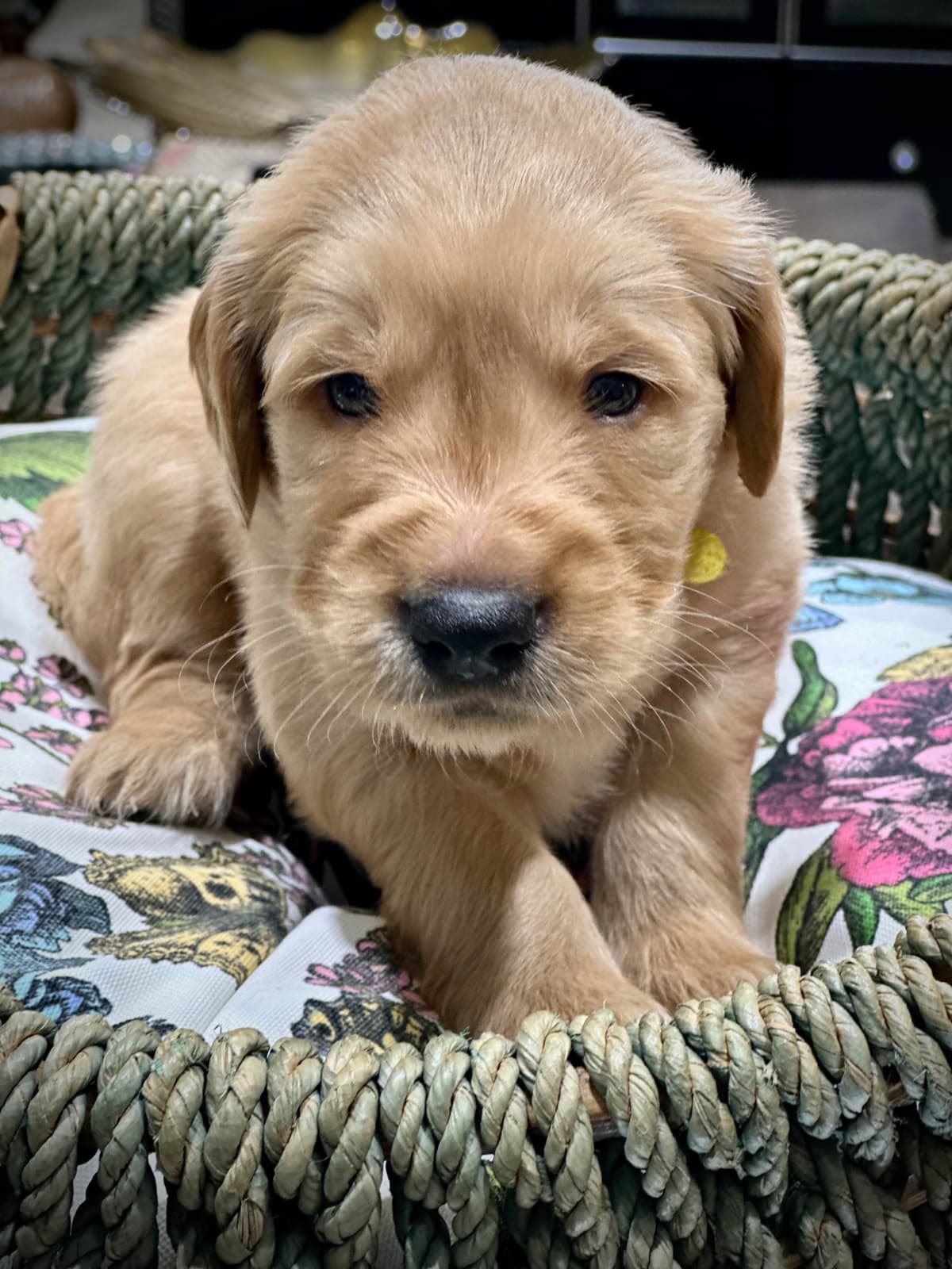 Golden Retriever Puppies breeder image 2