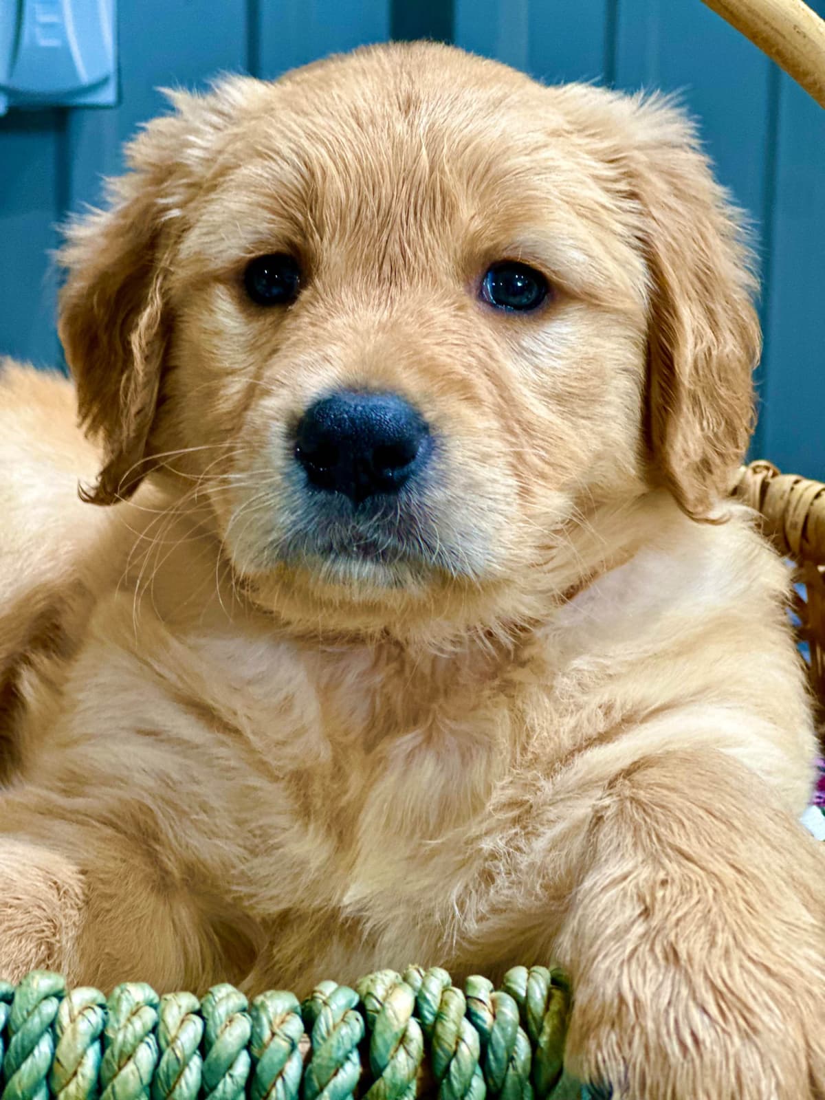 Golden Retriever Puppies breeder image 1