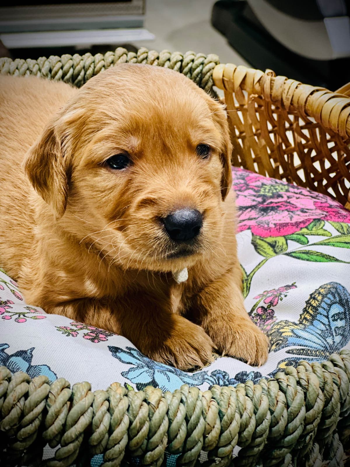 Golden Retriever Puppies breeder image 3