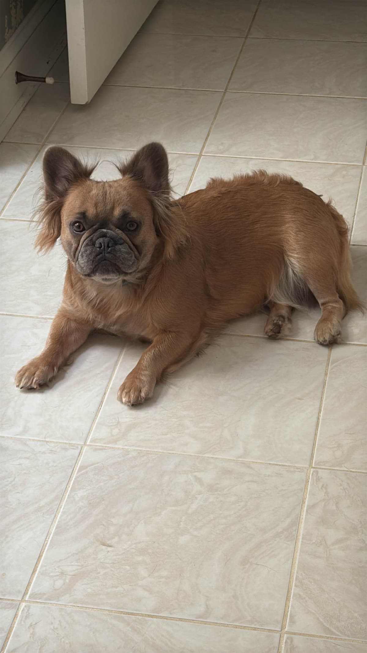 French Bulldog Puppies breeder image 1