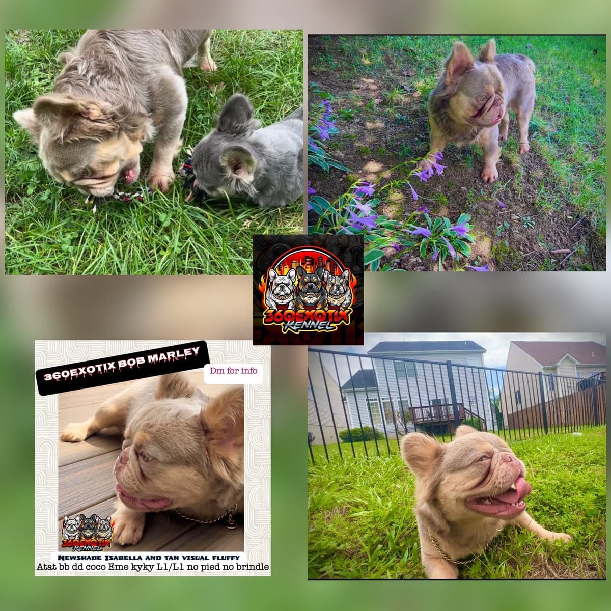 French Bulldog Puppies breeder image 2