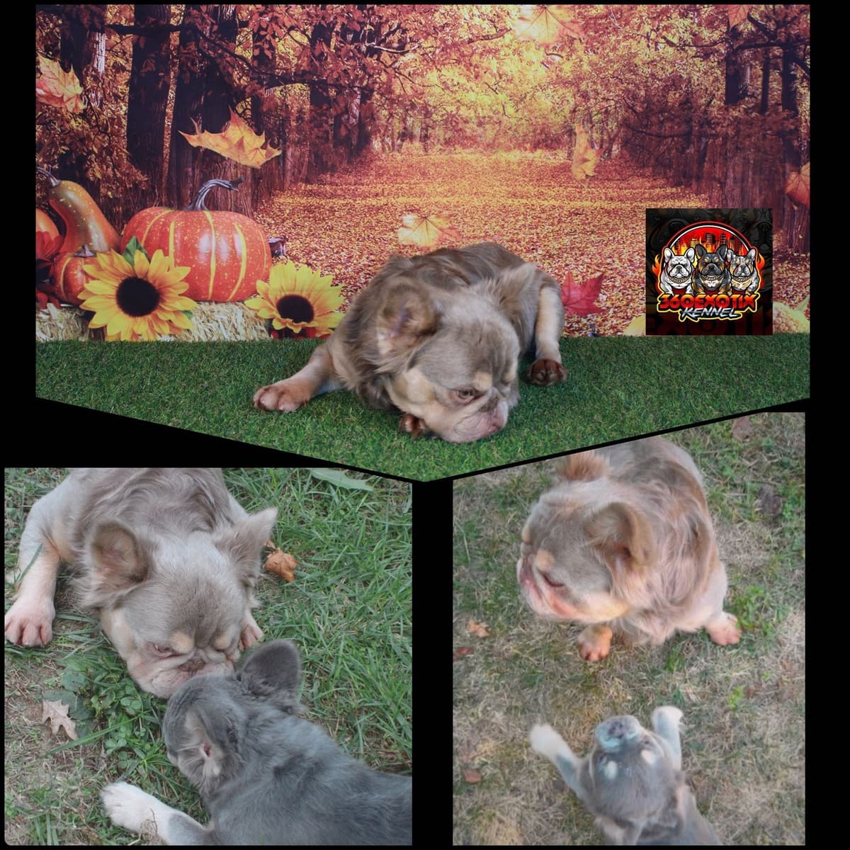 French Bulldog Puppies breeder image 3