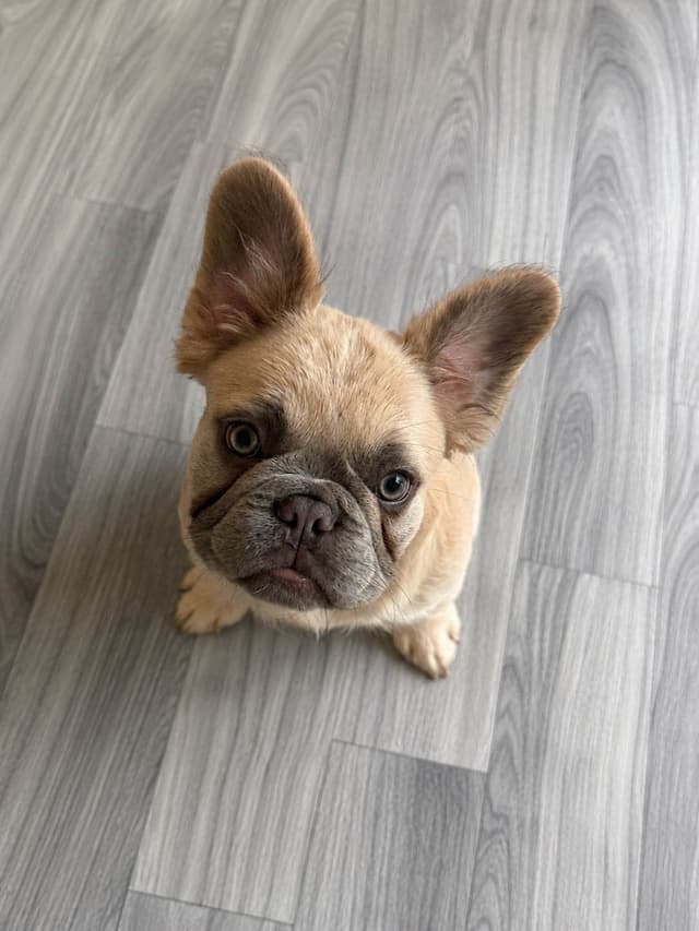 French Bulldog Puppies media 4