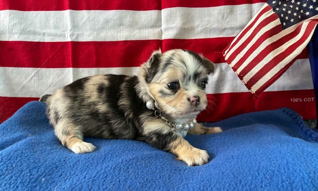 Chihuahua Puppies: AKC Champion-sired, long-coated, black n'tan merles media 2