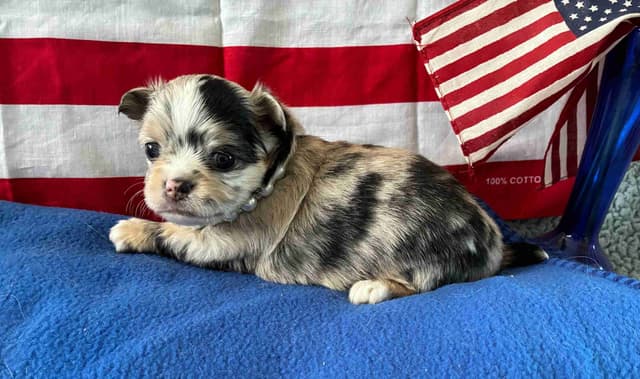 Chihuahua Puppies: AKC Champion-sired, long-coated, black n'tan merles media 3