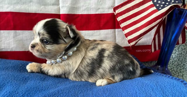Chihuahua Puppies: AKC Champion-sired, long-coated, black n'tan merles media 4