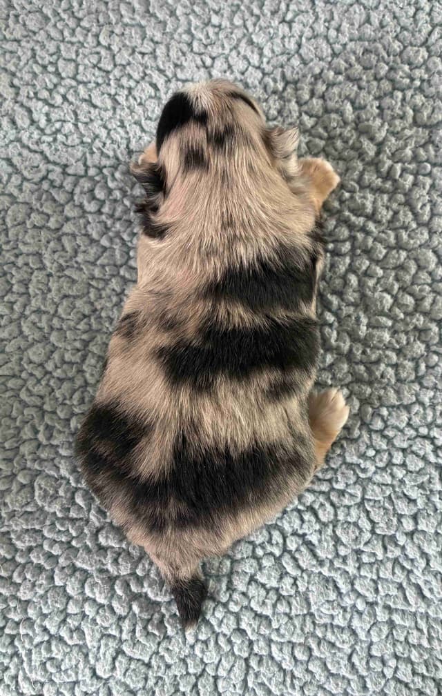 Chihuahua Puppies: AKC Champion-sired, long-coated, black n'tan merles media 5