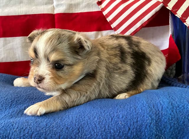 Chihuahua Puppies: AKC Champion-sired, long-coated, black n'tan merles media 6