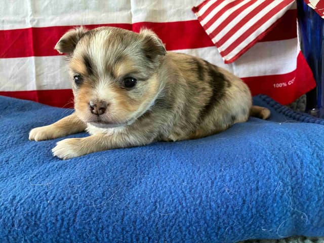 Chihuahua Puppies: AKC Champion-sired, long-coated, black n'tan merles media 7