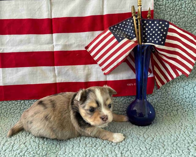 Chihuahua Puppies: AKC Champion-sired, long-coated, black n'tan merles media 8