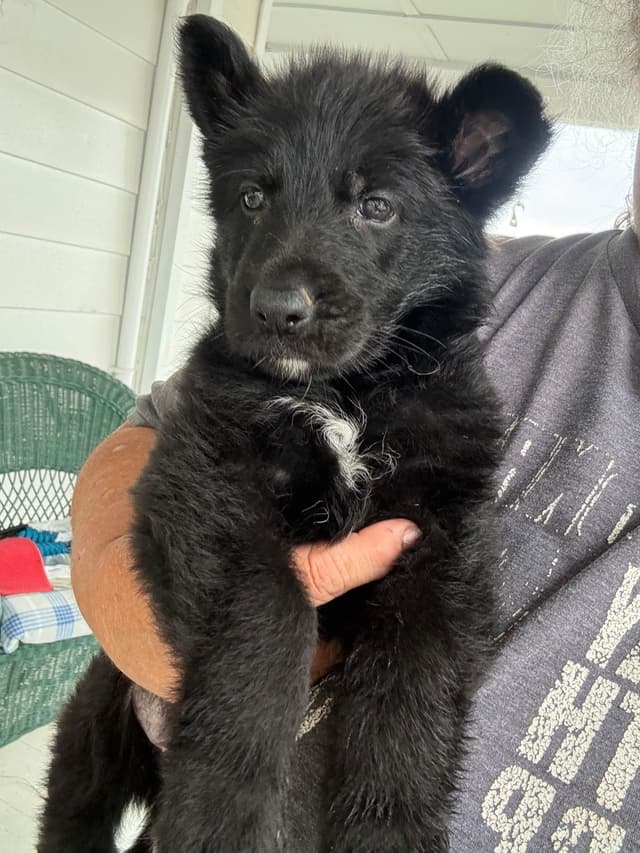 Black male puppy media 3