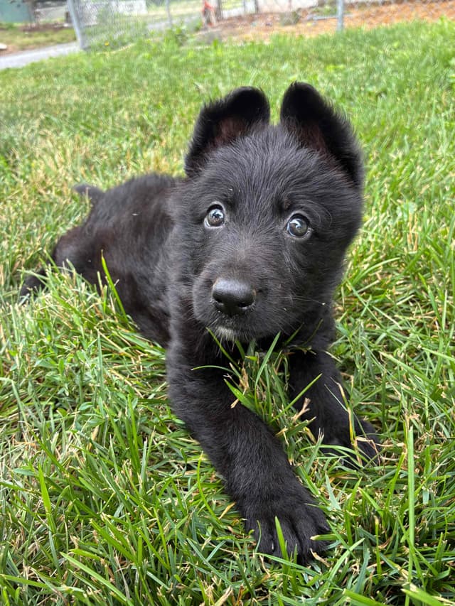 Black male puppy media 4