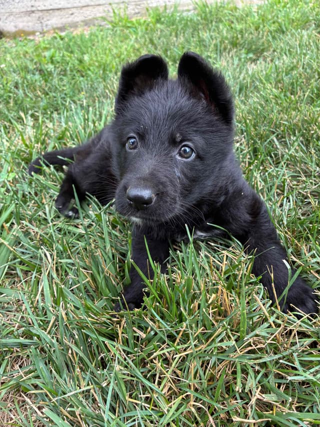 Black male puppy media 5