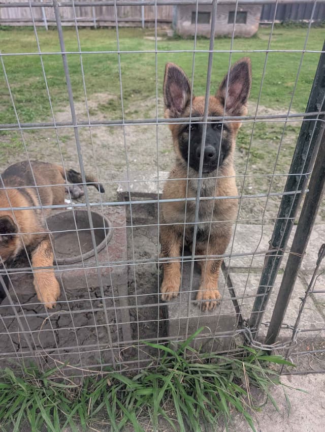AKC Sable German Shepherd Puppies media 2