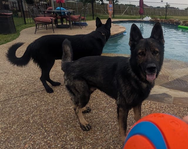 AKC Sable German Shepherd Puppies media 3