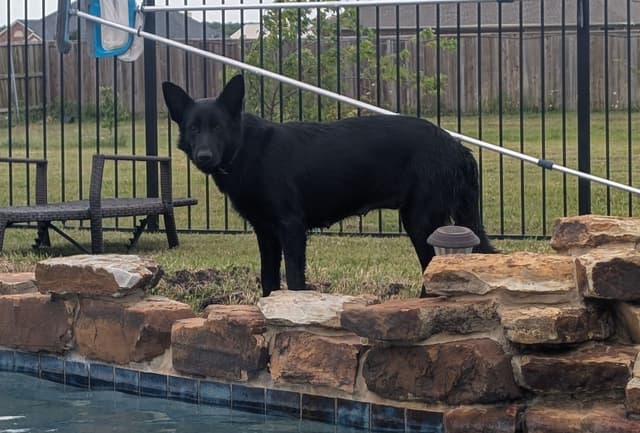 AKC Sable German Shepherd Puppies media 4