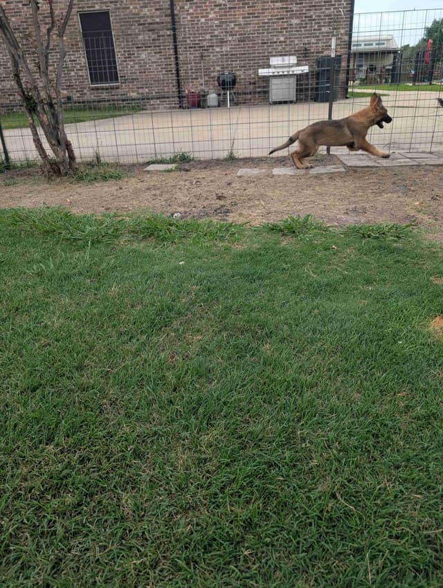 AKC Sable German Shepherd Puppies media 5
