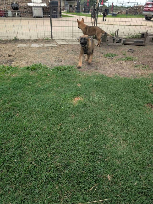 AKC Sable German Shepherd Puppies media 6
