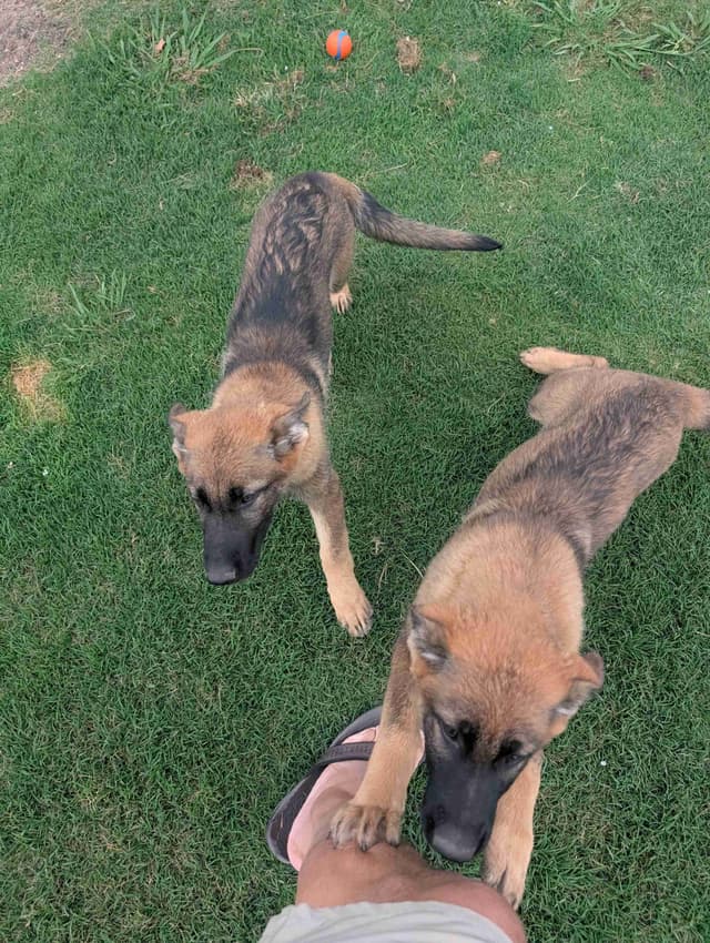 AKC Sable German Shepherd Puppies media 7
