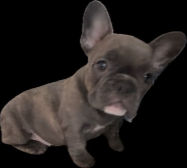 Merle French Bulldog Puppies media 2