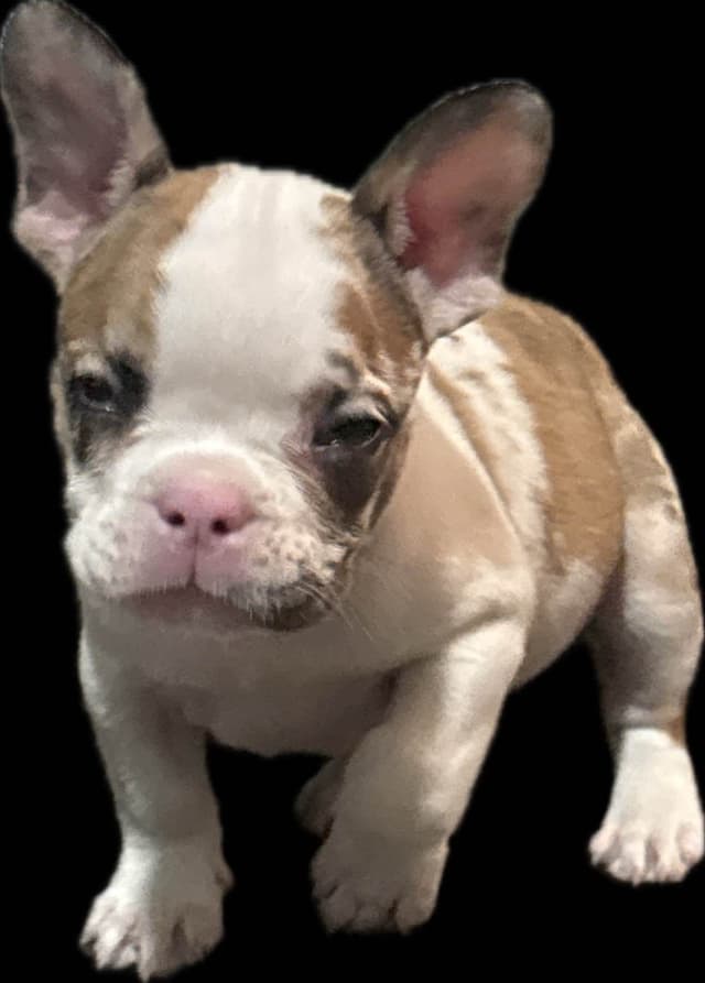 Merle French Bulldog Puppies media 3