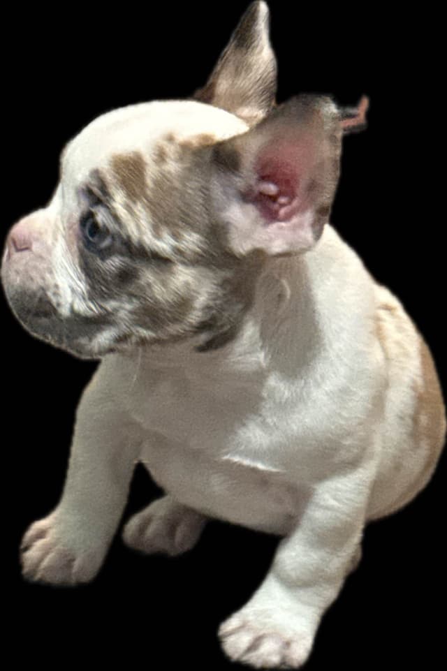 Merle French Bulldog Puppies media 4