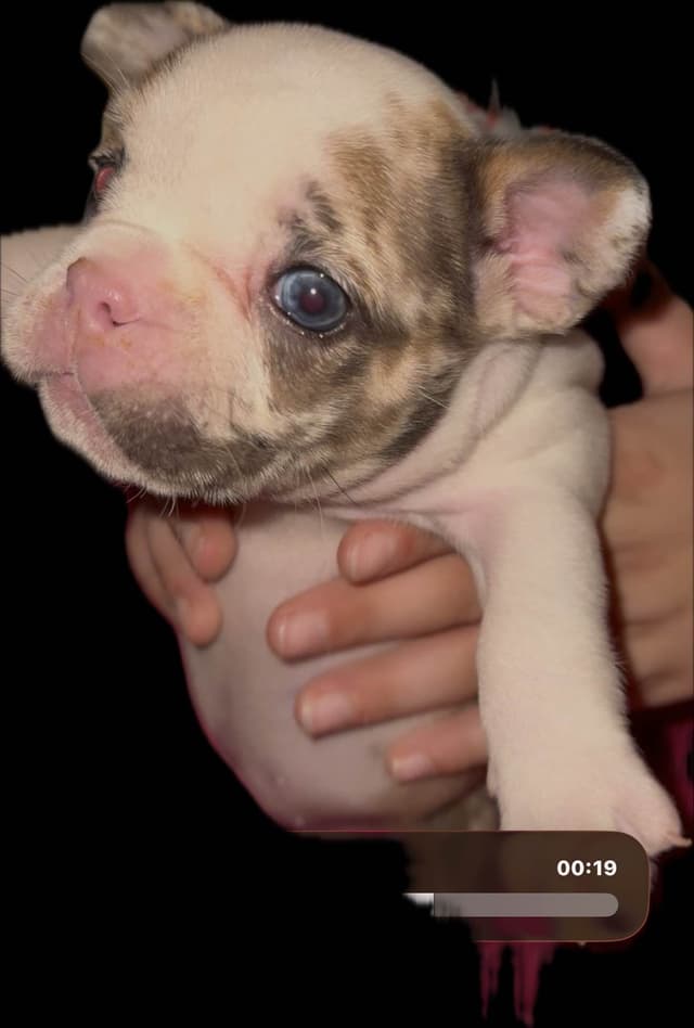 Merle French Bulldog Puppies media 5