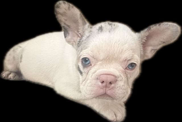 Merle French Bulldog Puppies media 6