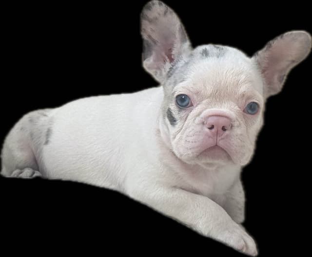 Merle French Bulldog Puppies media 7