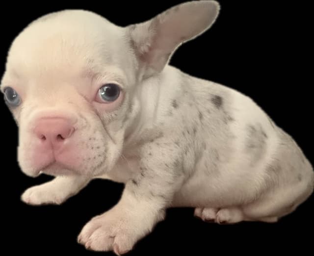 Merle French Bulldog Puppies media 8