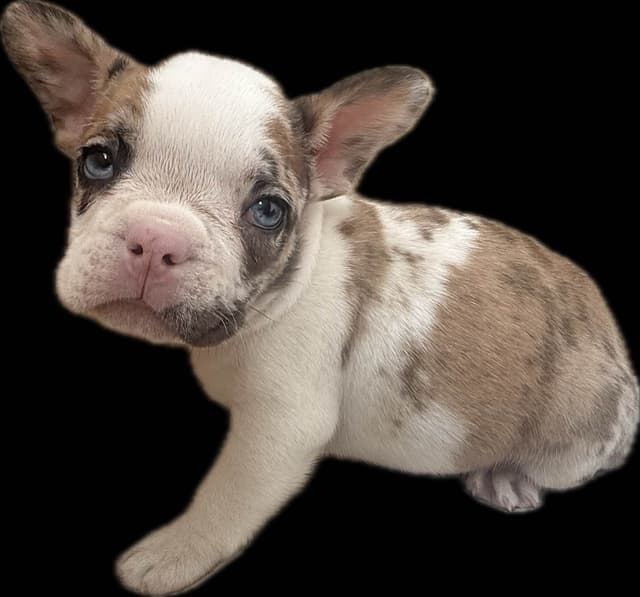 Merle French Bulldog Puppies media 11