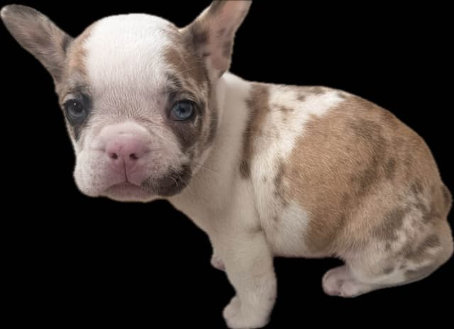 Merle French Bulldog Puppies media 12