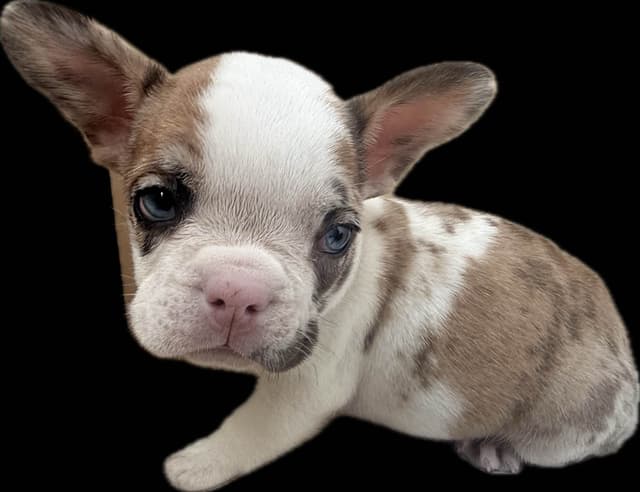 Merle French Bulldog Puppies media 13