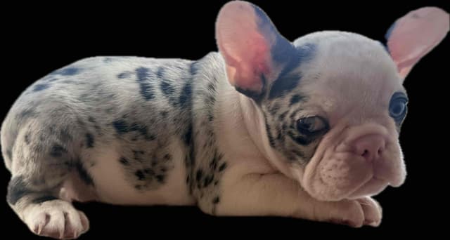 Merle French Bulldog Puppies media 15