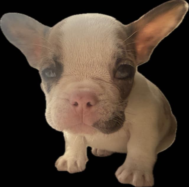 Merle French Bulldog Puppies media 16