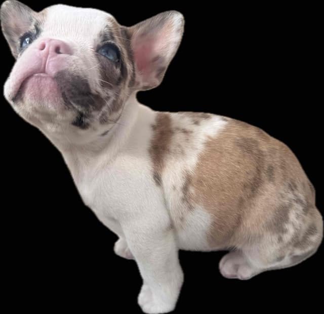 Merle French Bulldog Puppies media 17