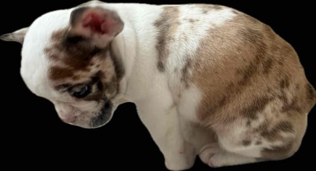 Merle French Bulldog Puppies media 18