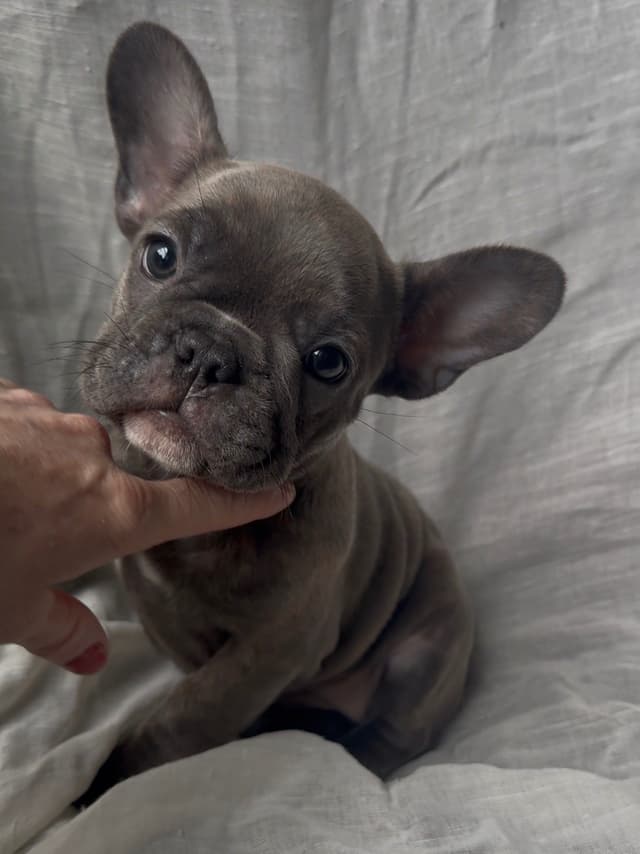 Merle French Bulldog Puppies media 19