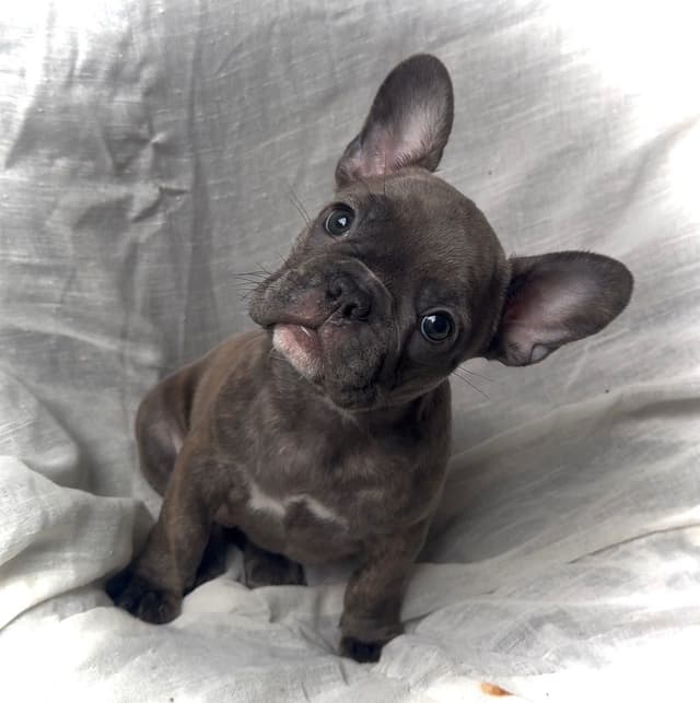 Merle French Bulldog Puppies media 20