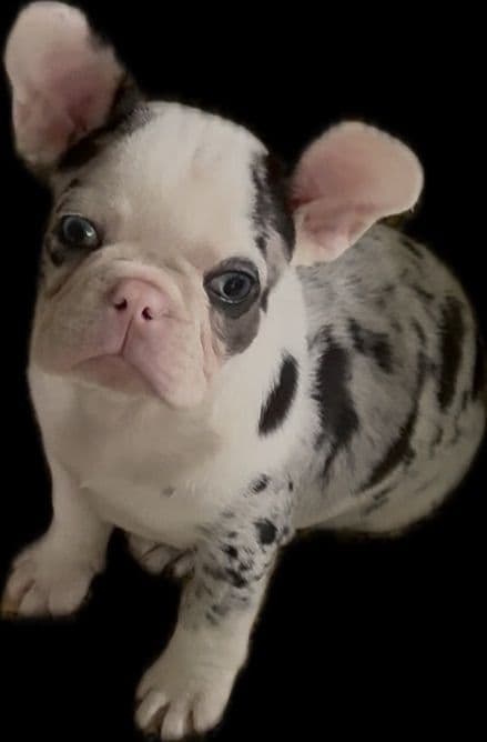 Merle French Bulldog Puppies media 21