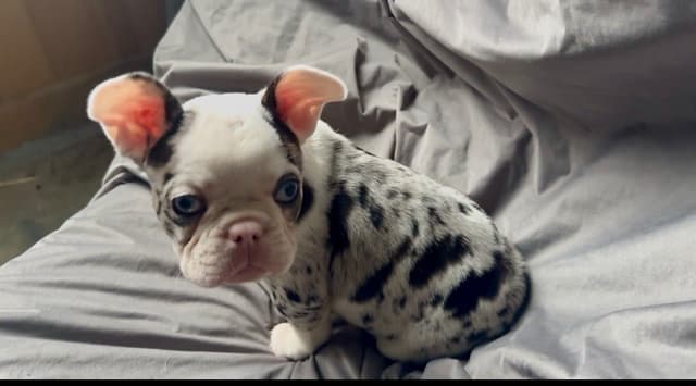 Merle French Bulldog Puppies media 23