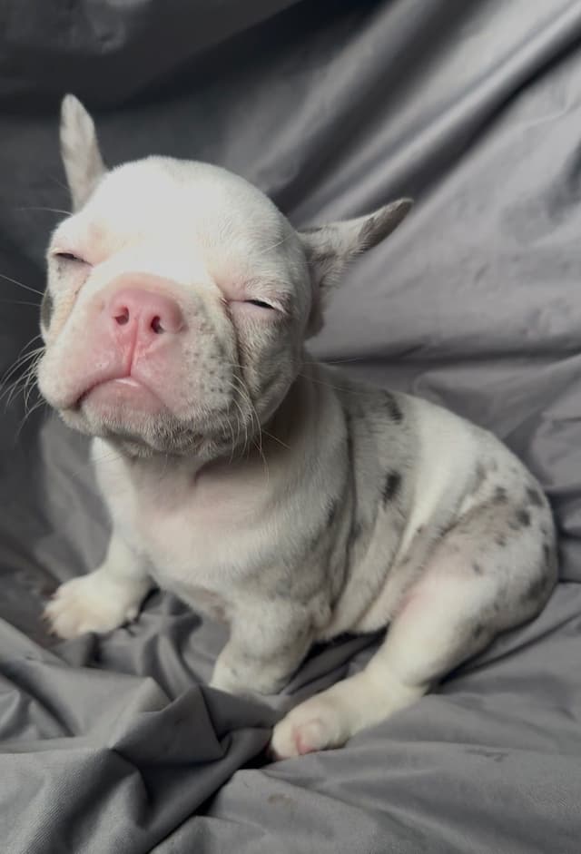 Merle French Bulldog Puppies media 24