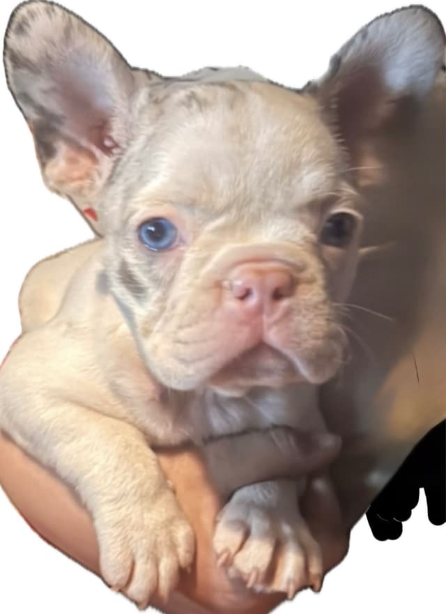 Merle French Bulldog Puppies media 25