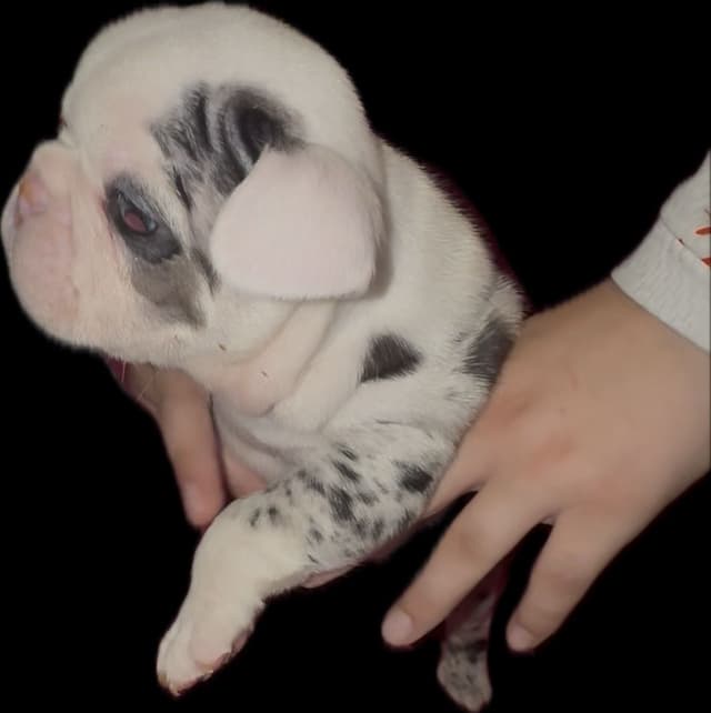 Merle French Bulldog Puppies media 26