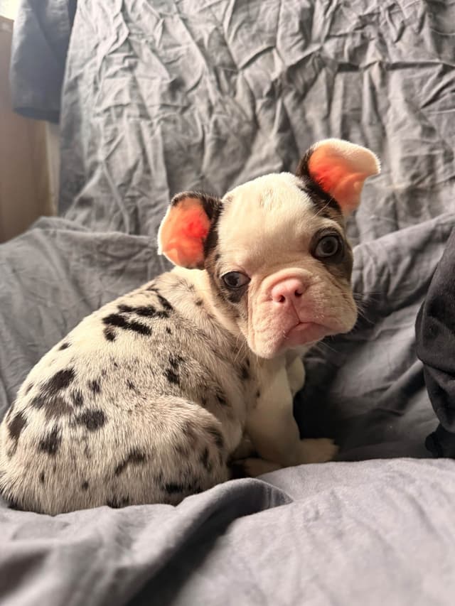 Merle French Bulldog Puppies media 27