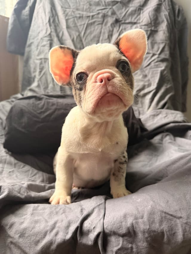 Merle French Bulldog Puppies media 28