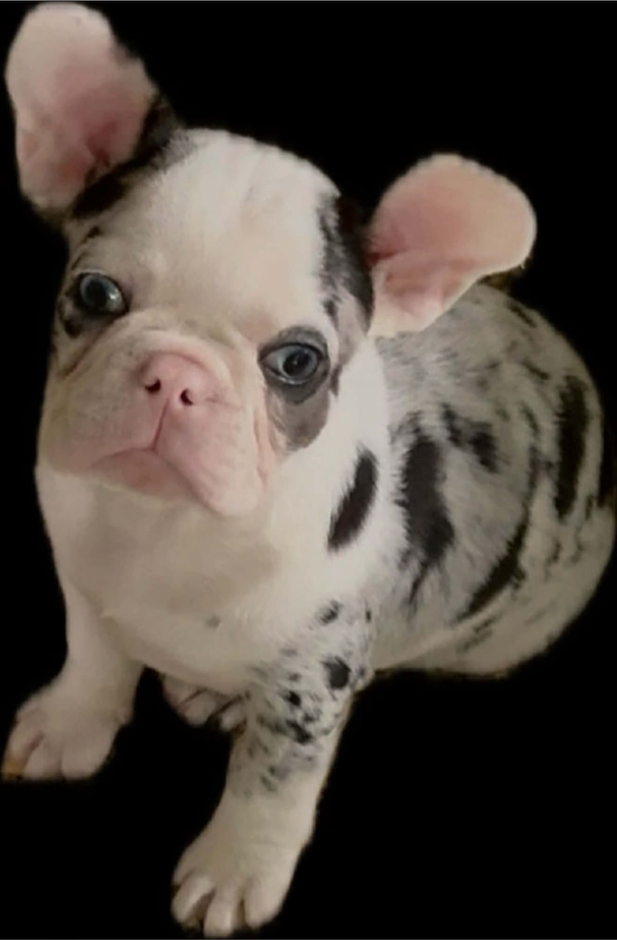 Merle French Bulldog Puppies breeder image 1