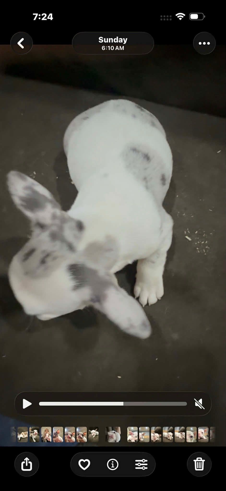 Merle French Bulldog Puppies breeder image 3