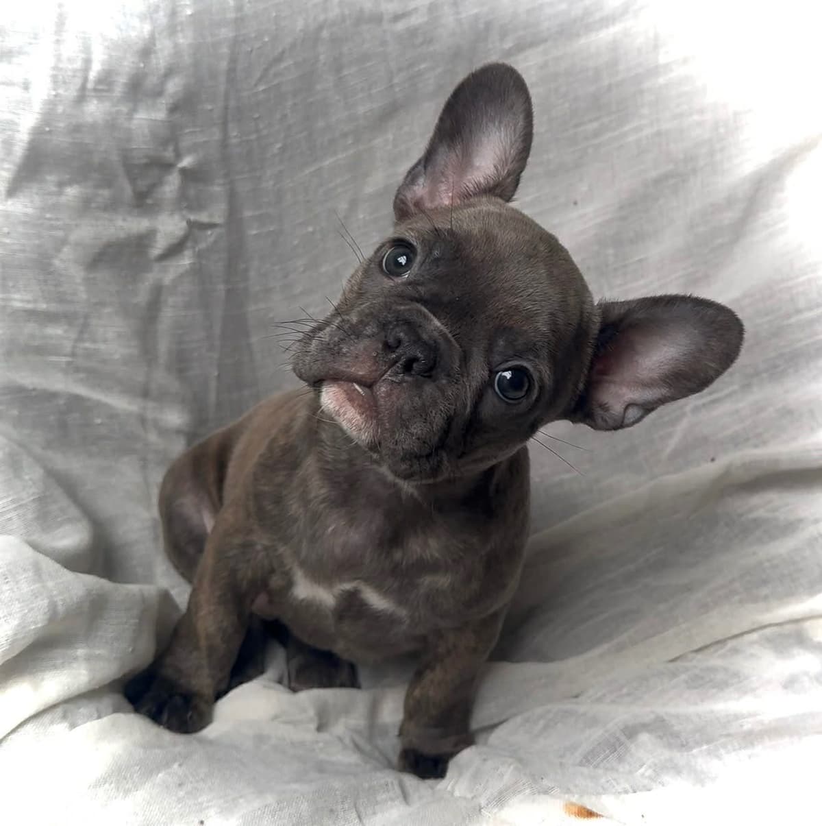 Merle French Bulldog Puppies breeder image 5