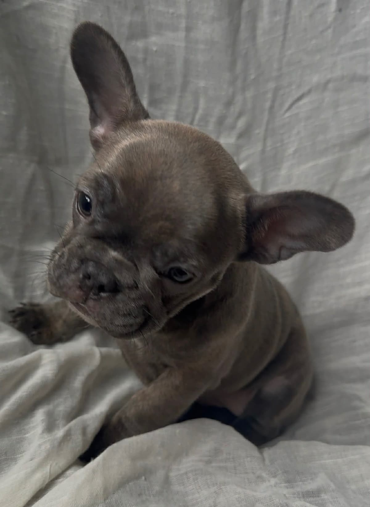 Merle French Bulldog Puppies breeder image 6